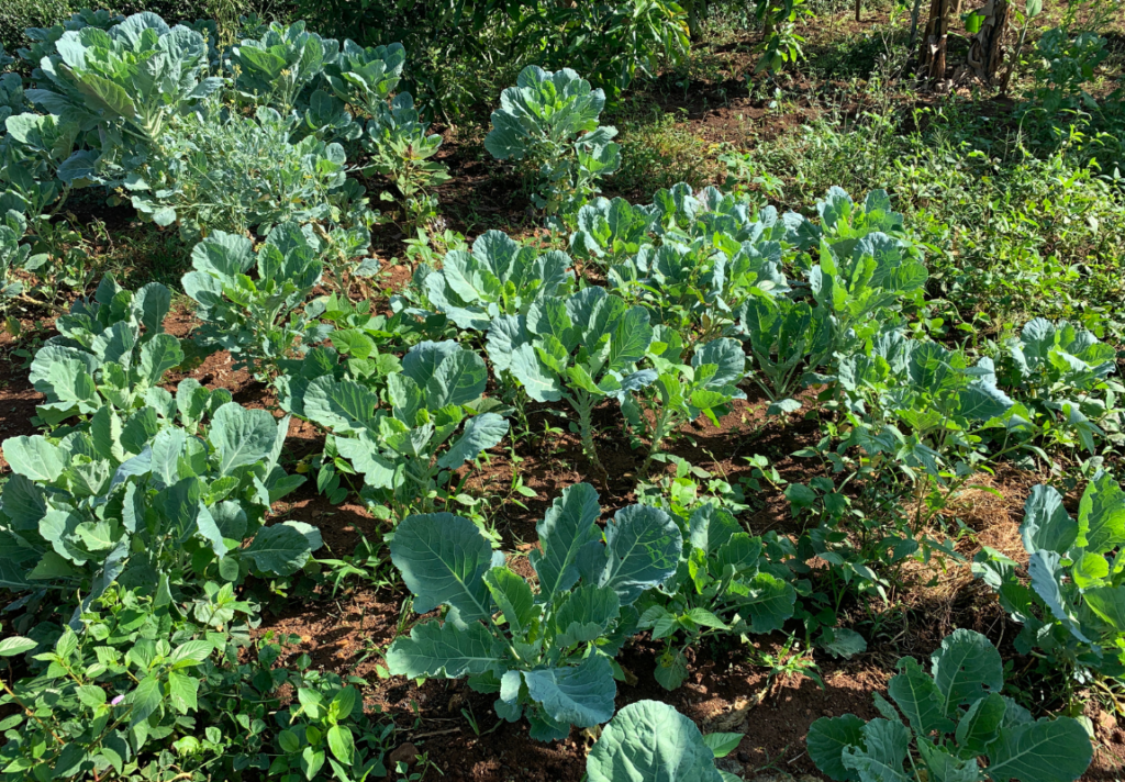 A photo of a part of my vegetable garden