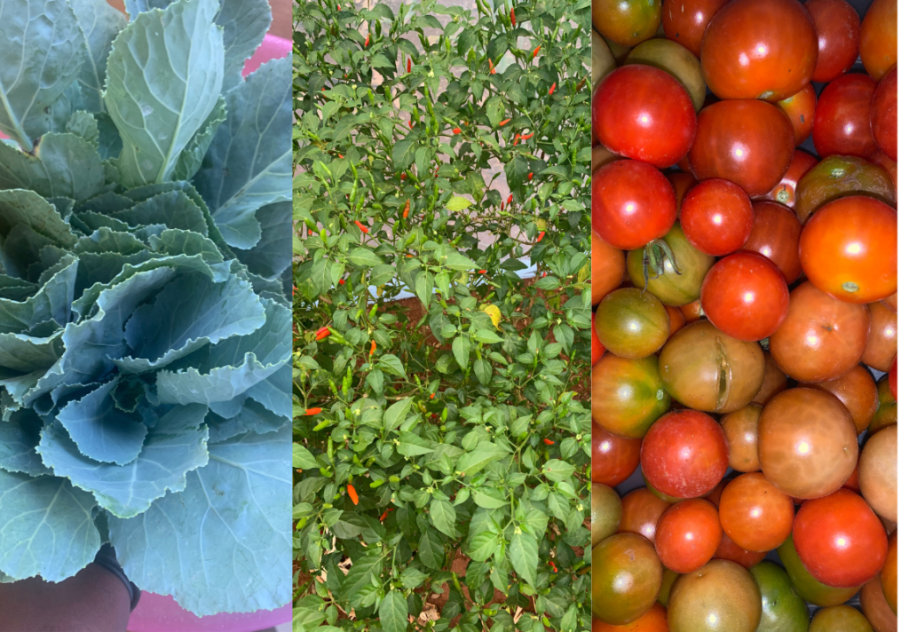 A photo of some of the vegetables harvested from my kitchen garden