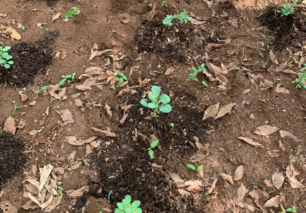 A photo of young kales in my vegetable garden after adding organic manure