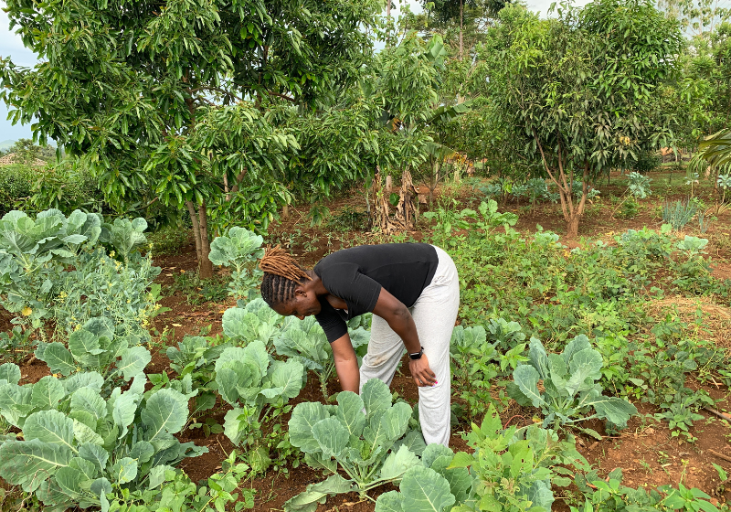 Every Kitchen Needs a Garden as Much as We All Need Water for Survival