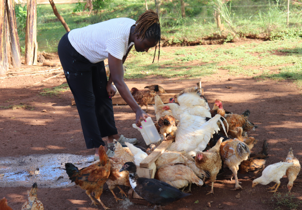A photo of me feeding poultry in our farm 